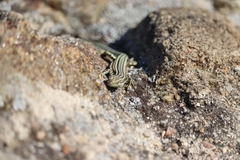 Podarcis guadarramae guadarramae