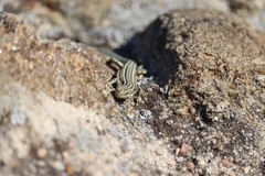 Podarcis guadarramae guadarramae