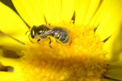 Seladonia