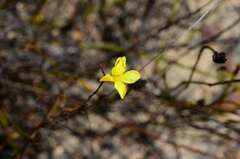Linum africanum