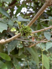 Pisphondylia brasiliensis