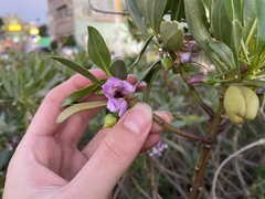 Myoporum bontioides