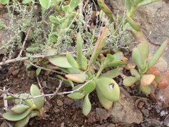 Crassula cultrata