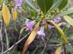 Myoporum bontioides
