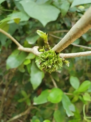 Pisphondylia brasiliensis