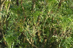 Cussonia spicata