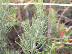 Asparagus crassicladus