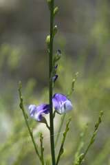 Psoralea