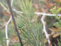 Asparagus crassicladus