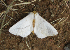 Phiala