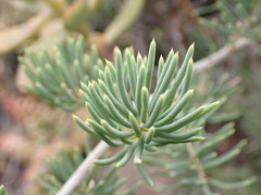 Asparagus crassicladus