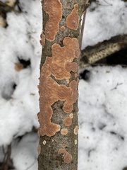 Cylindrobasidium laeve