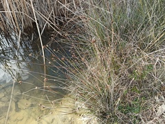 Schoenus nigricans