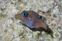 Canthigaster pygmaea