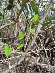Tetrastigma formosanum