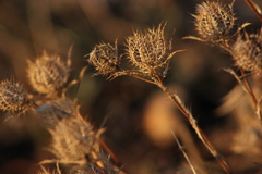 Atractylis cancellata