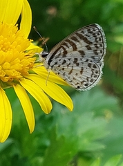 Leptotes cassius