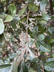 Elaeagnus oldhamii
