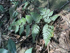 Davallia formosana