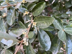 Elaeagnus oldhamii
