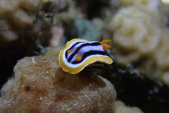 Chromodoris quadricolor