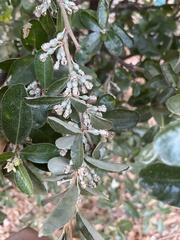 Elaeagnus oldhamii