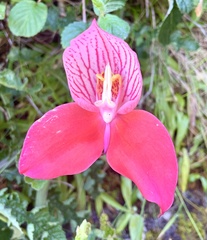 Disa uniflora