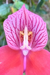 Disa uniflora