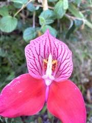 Disa uniflora