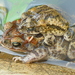 Dry Forest Toad - Photo (c) Anita E Shaul, some rights reserved (CC BY-NC), uploaded by Anita E Shaul