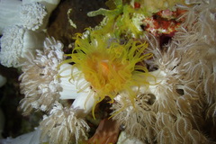 Tubastraea coccinea