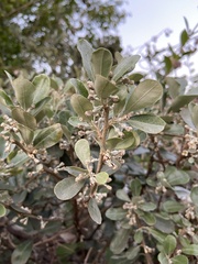 Elaeagnus oldhamii