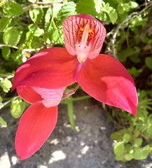 Disa uniflora