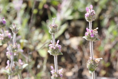 Stachys cretica