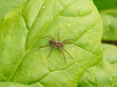Pardosa pseudoannulata