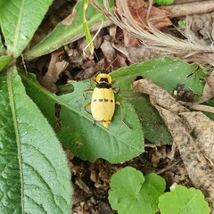 Chauliognathus missionum