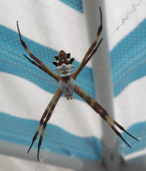 Argiope argentata