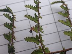 Anemia caffrorum