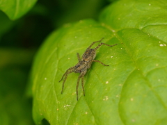 Pardosa pseudoannulata