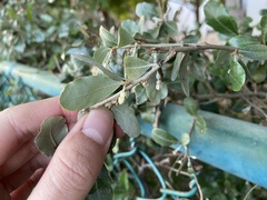 Elaeagnus oldhamii
