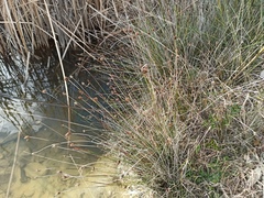 Schoenus nigricans