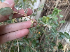 Elaeagnus oldhamii