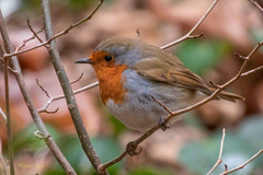 Erithacus rubecula