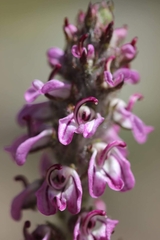 Pedicularis attollens