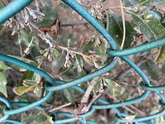 Elaeagnus oldhamii