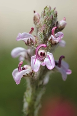 Pedicularis attollens
