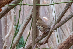 Turdus philomelos