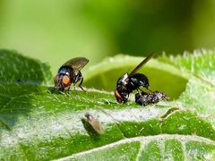 Neosilba