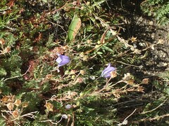 Campanula rotundifolia