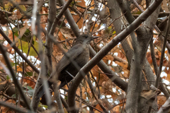 Turdus merula